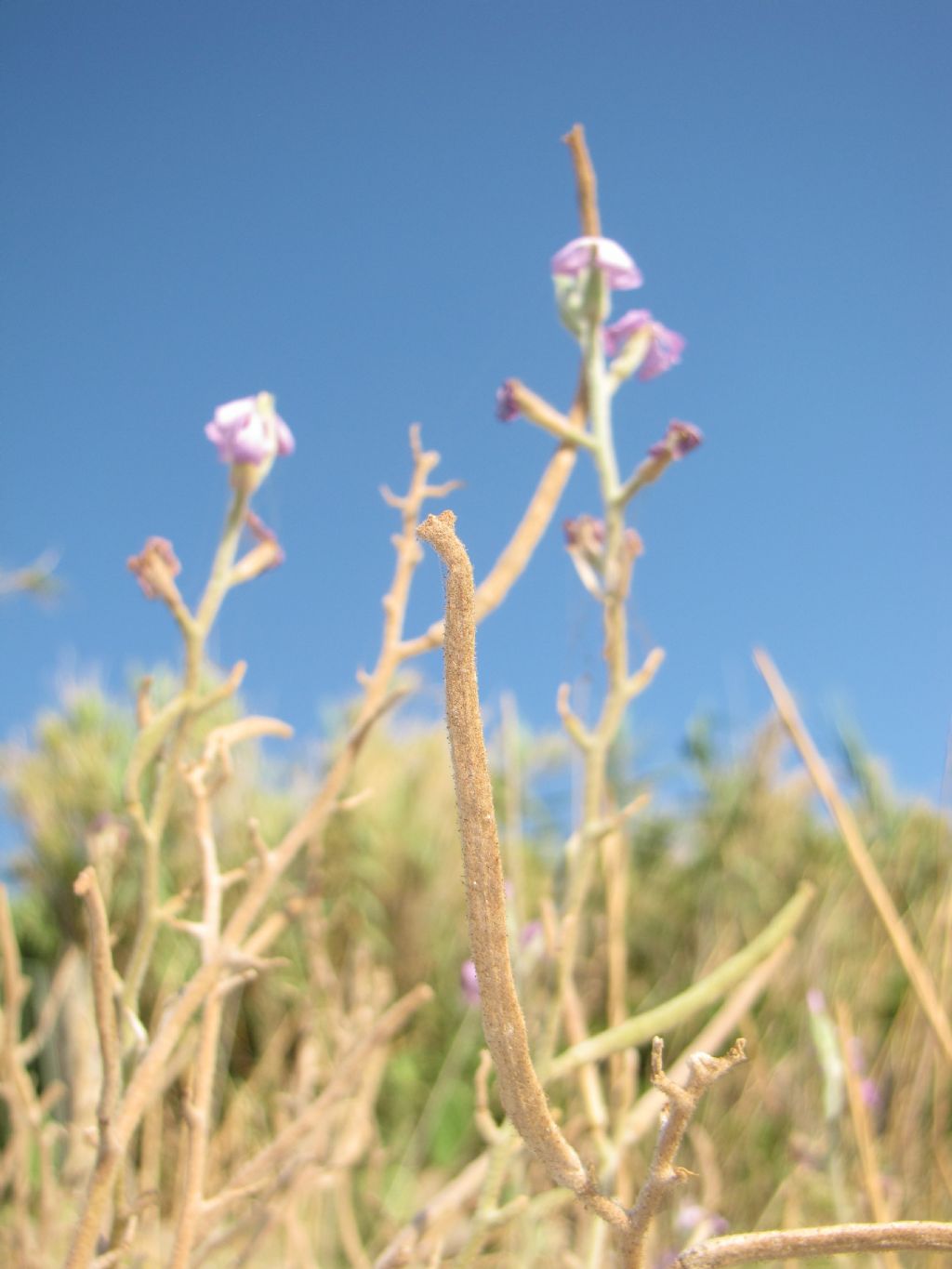 matthiola da identificare